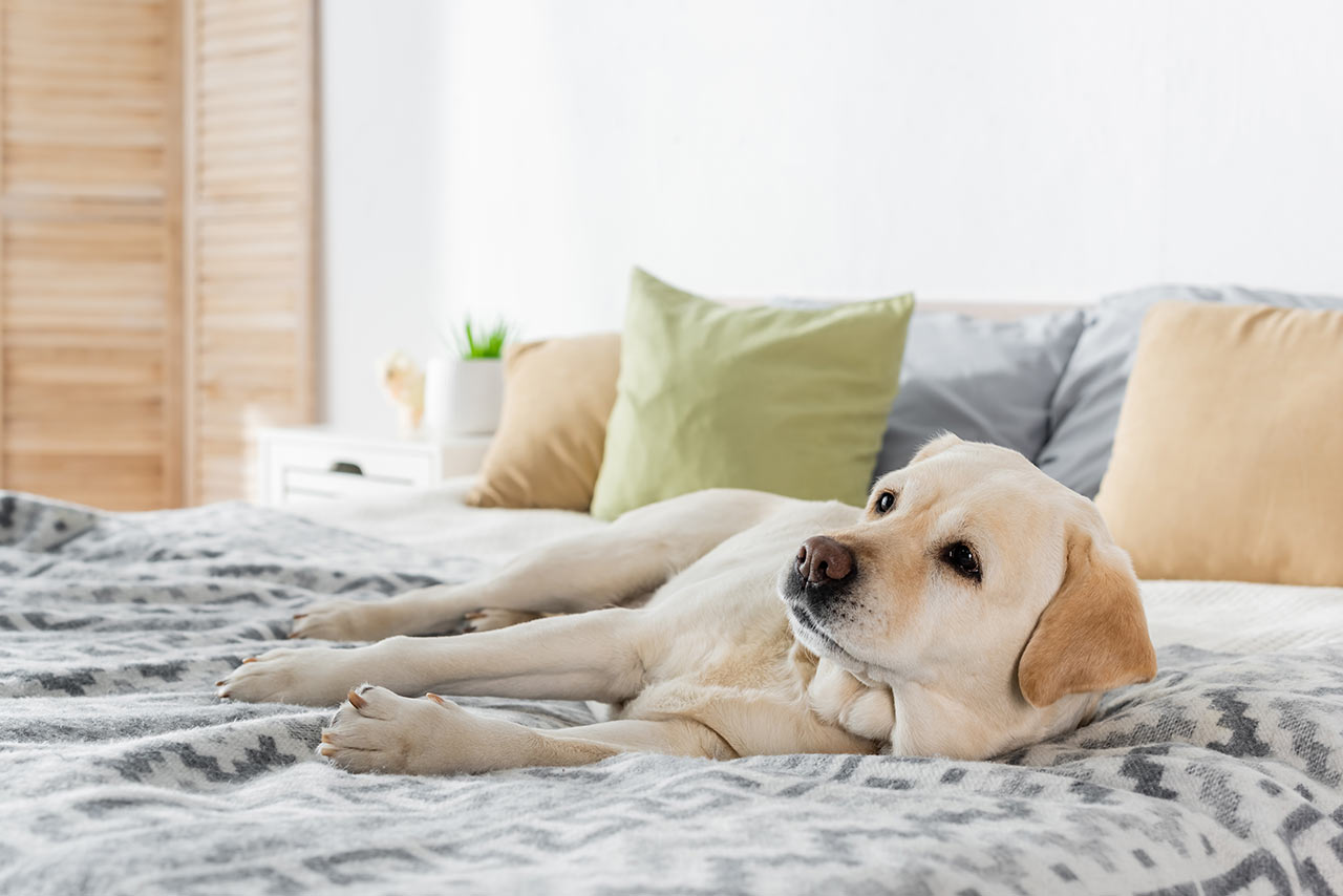 Ein Hund im Bett mag in Ordnung sein – solange Sie die Matratzen und Bettwäsche nicht reinigen müssen